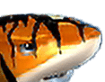 - สัญลักษณ์พิเศษ ปลาตัวสีส้ม ของเกม Fish Word