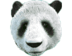- รูปสัญลักษณ์ WILD ของเกม Wild Giant Panda