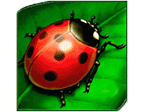 - สัญลักษณ์พิเศษ แมลงเต่าทองสีแดง ของเกม Lucky Lady Charm